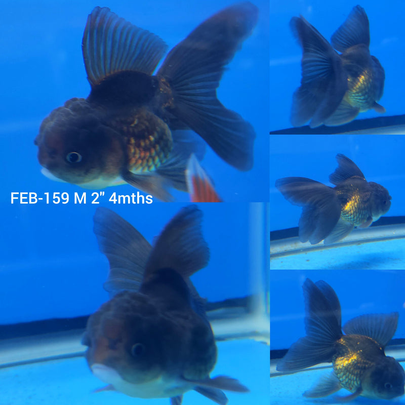 Thai Oranda Copper 2” Body Male (FEB-159)R3A10