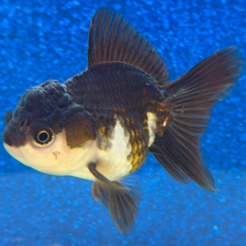 Thai Oranda Panda 2.5in Female (FEB-475)R3A13
