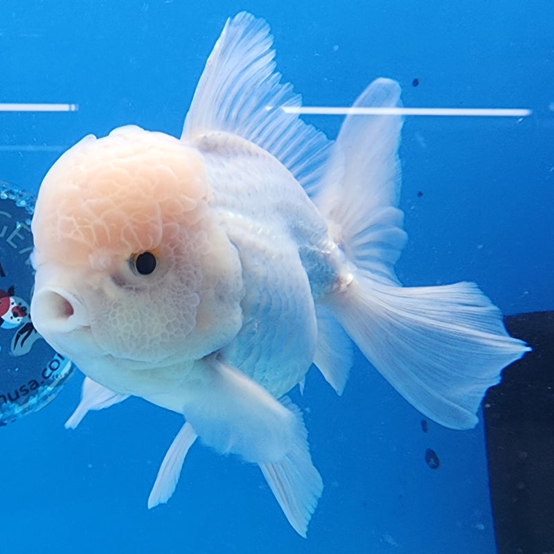 Thai Oranda Full White 3.5” Body Male(CK-1432)BLUETUB2