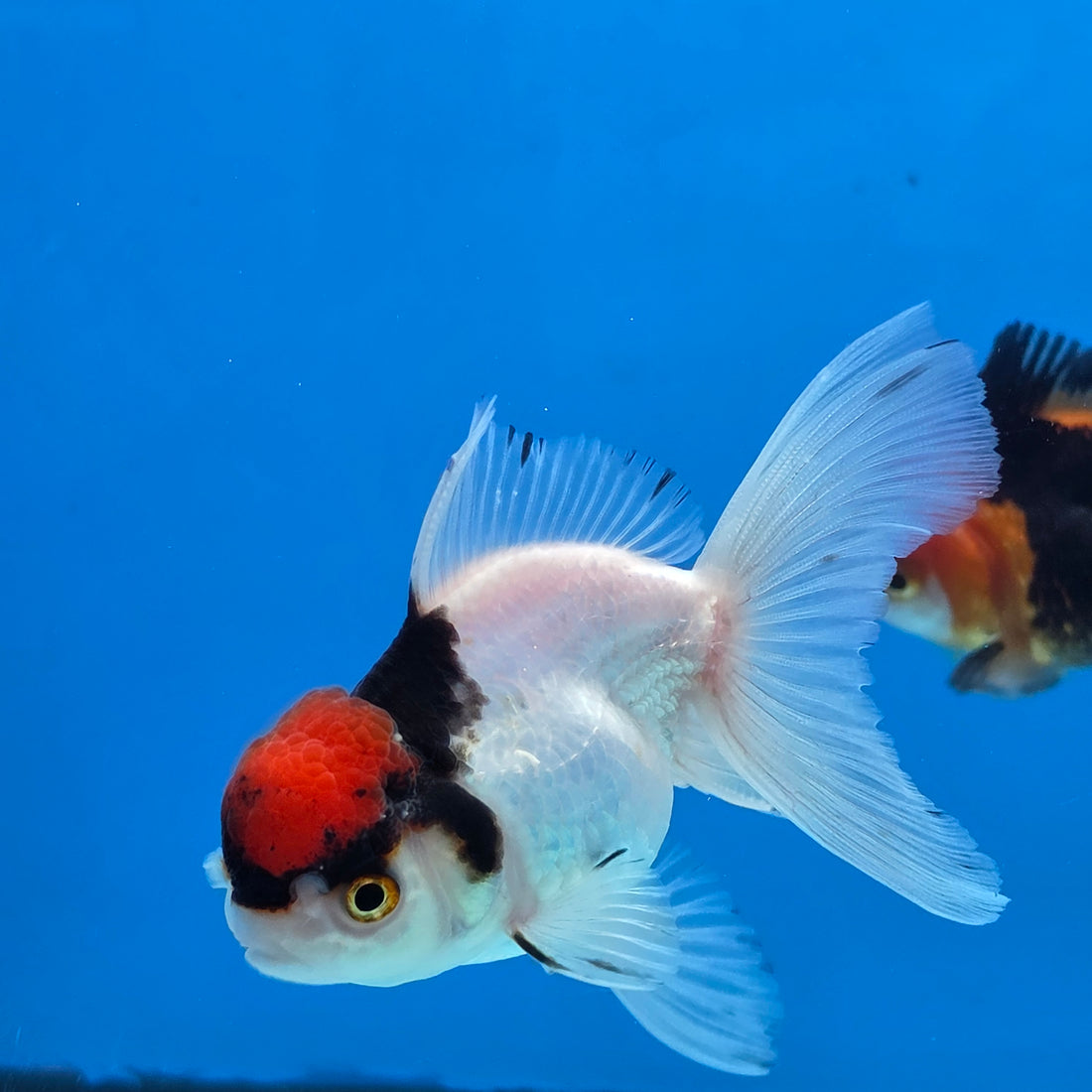 Thai Oranda Red Cap Panda Short body breed 2.5" Body Female 6mths(FEB-564)R3B22