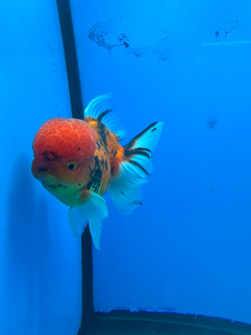 Thai Oranda Tiger Male 3.5in (FEB-453)BLUETUBA