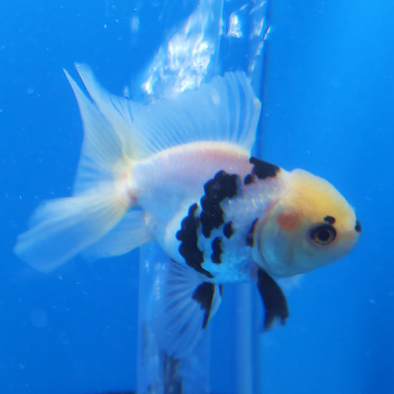Thai Oranda Panda Tri-Color 2.5in Female (FEB-204)R3B06