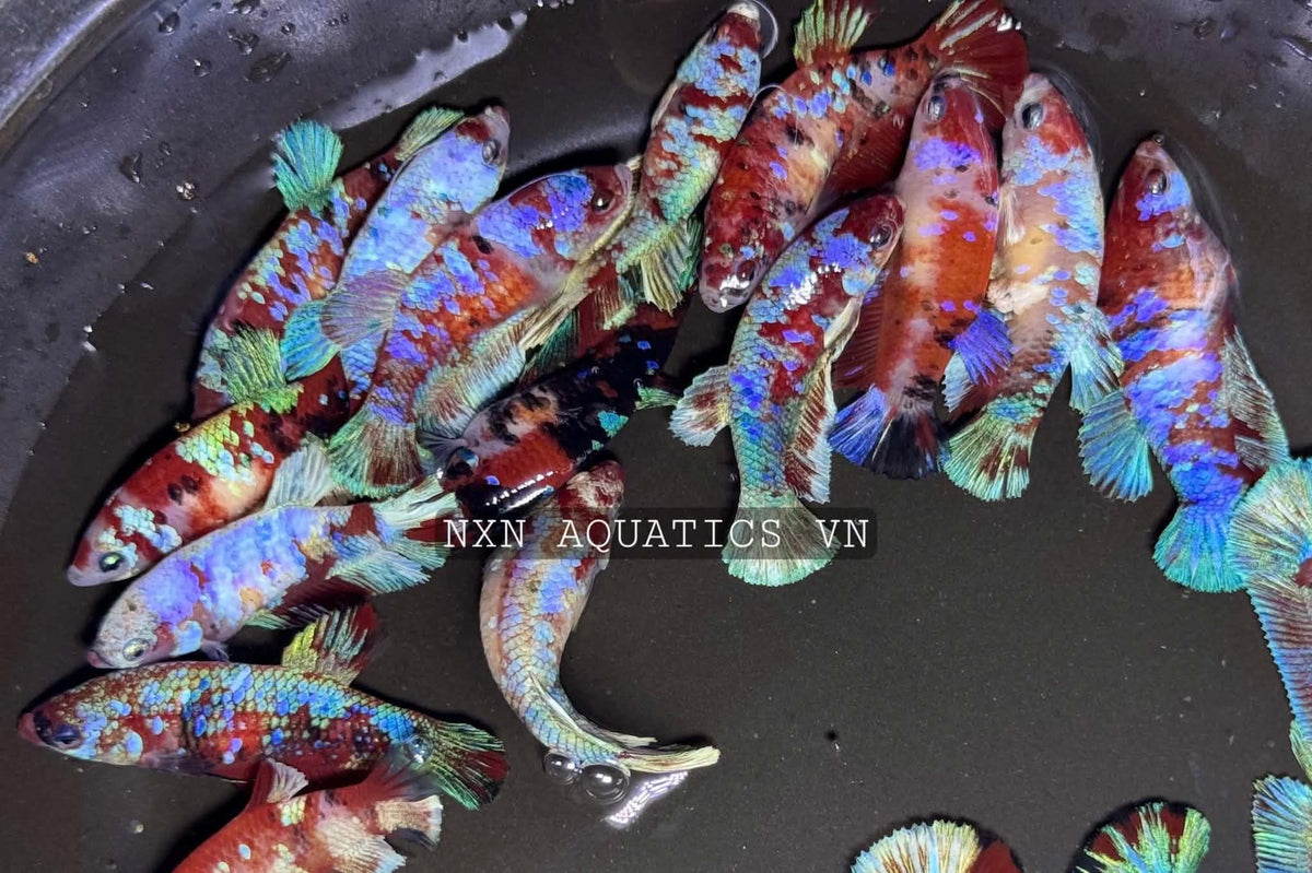 RED GALAXY FEMALE BETTA Sorority Group Our Choice (CBG-051)