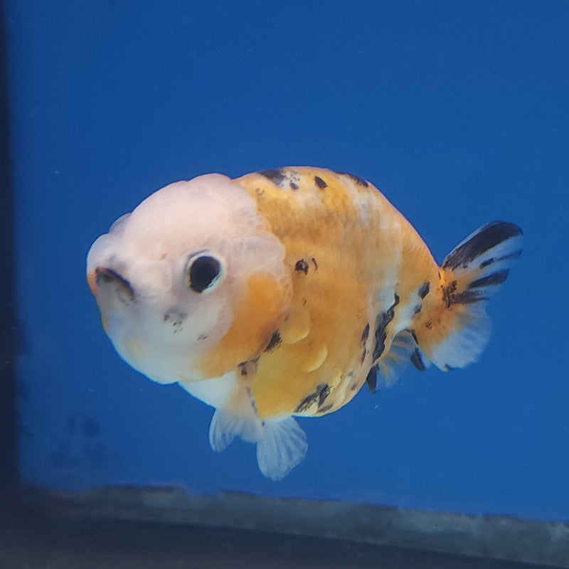 Chinese Ranchu Tiger 2.5in Female (FEB-329)R3B16