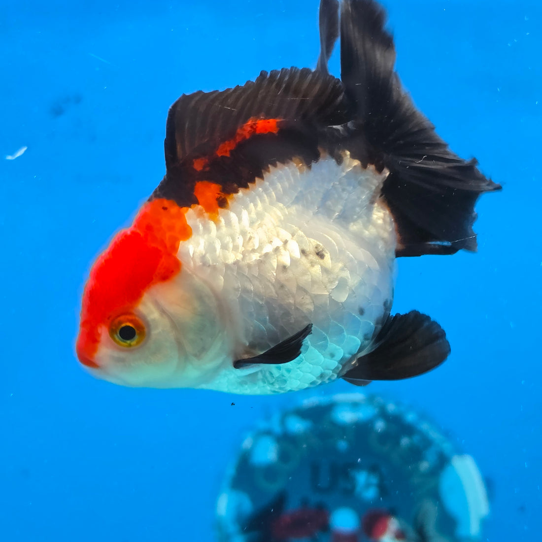 Thai Oranda Tri Color 3 in Body Female (FEB-525)R3A07