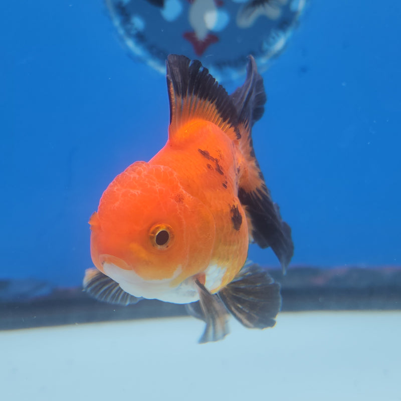Thai Oranda Tri-Color 2.5in Female (FEB-200)R3B07