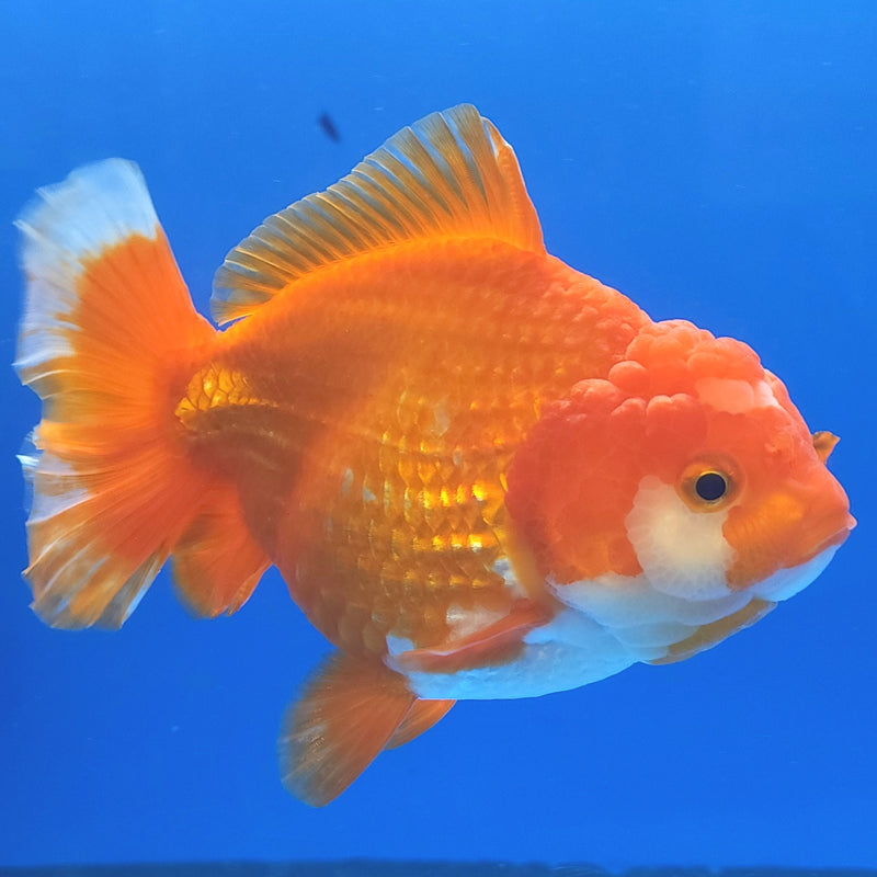 Thai Jumbo Oranda Red & White 4.5in Female (FEB-240)BLUETUB1