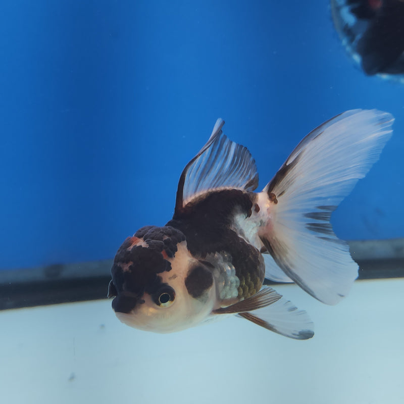 Thai Oranda Panda Tri-Color 2.5 F (FEB-184)R3A07