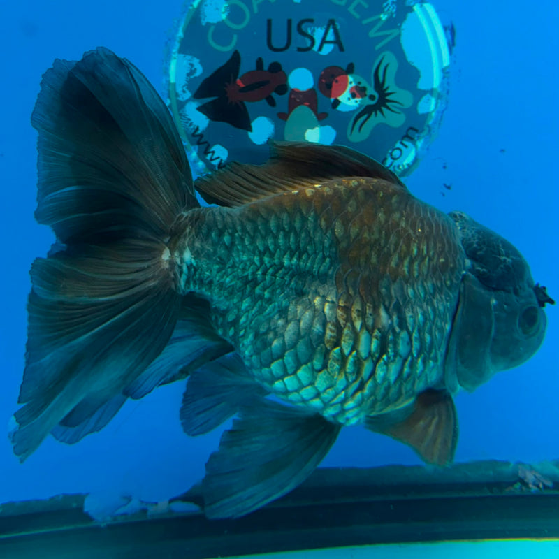 Thai Oranda Black Copper 4in Female (FEB-424)R2A01