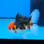Thai Oranda Red Cap Tri Color Color 3.5 in Body Male (FEB-537)R3A03