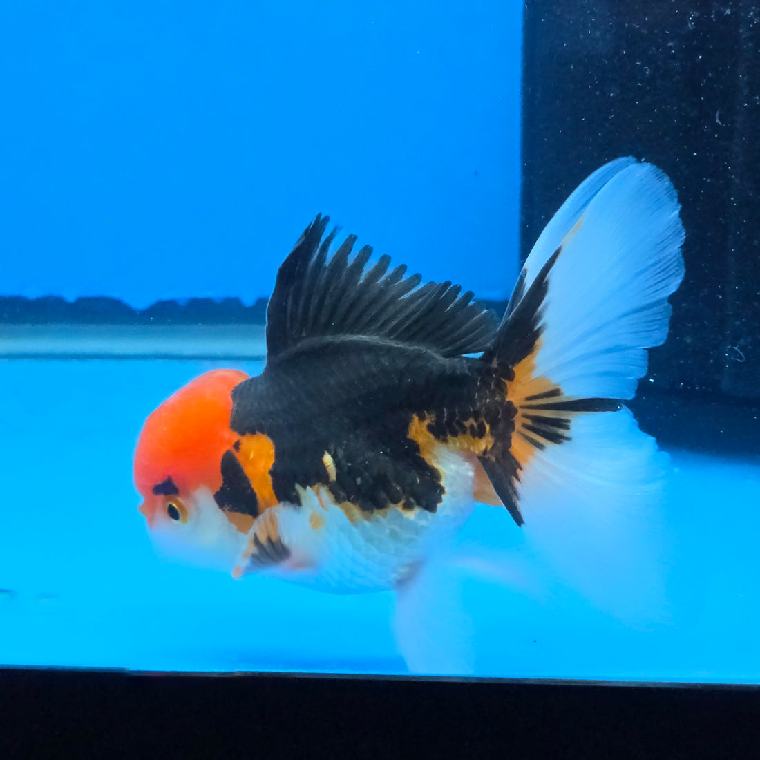Thai Oranda Red Cap Tri Color Color 3.5 in Body Male (FEB-537)R3A03