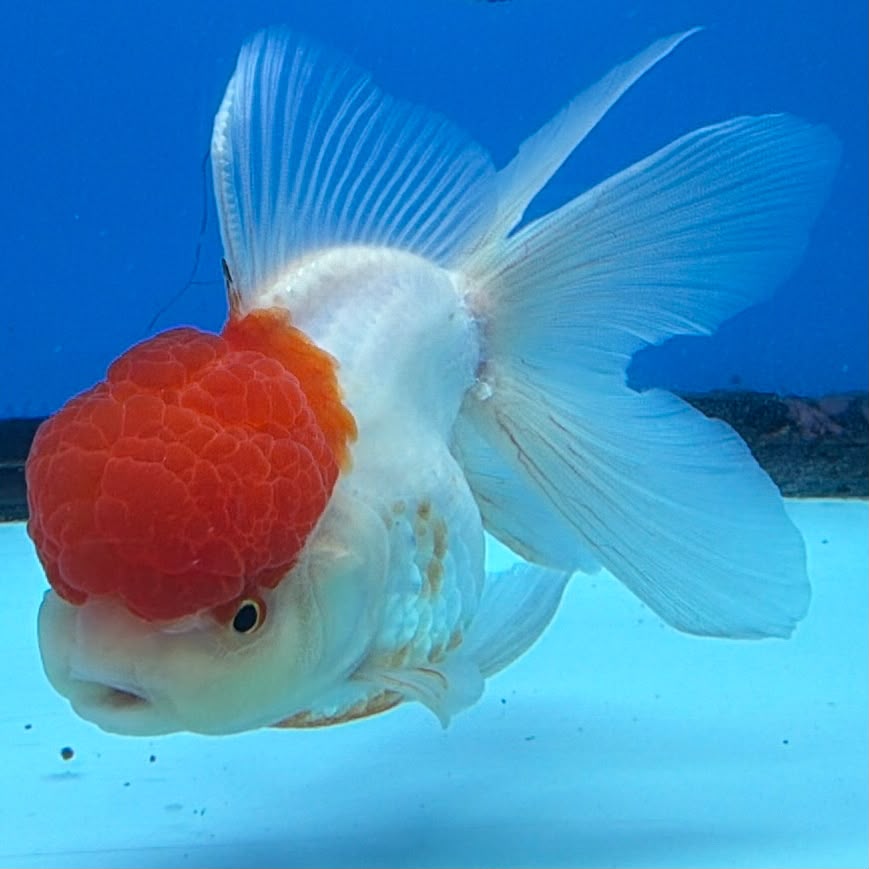 Thai Oranda White Body Red Cap 3.5" Female(FEB-432)R2B13