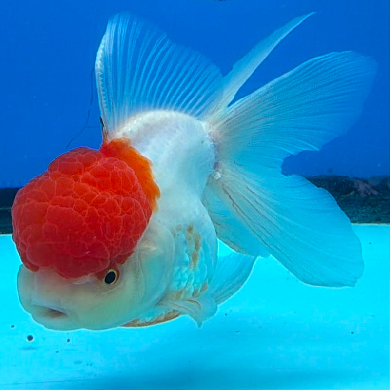 Thai Oranda White Body Red Cap 3.5" Female(FEB-432)R2B13