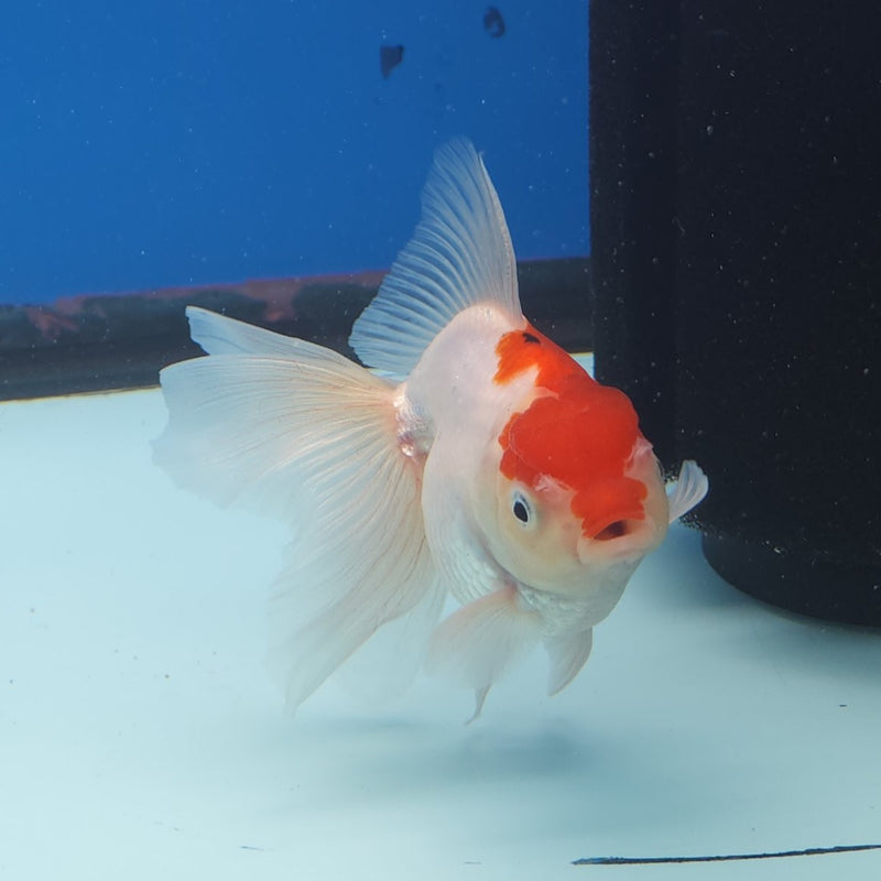 Thai Oranda Red Cap 3” Female (FEB-252)R3B04