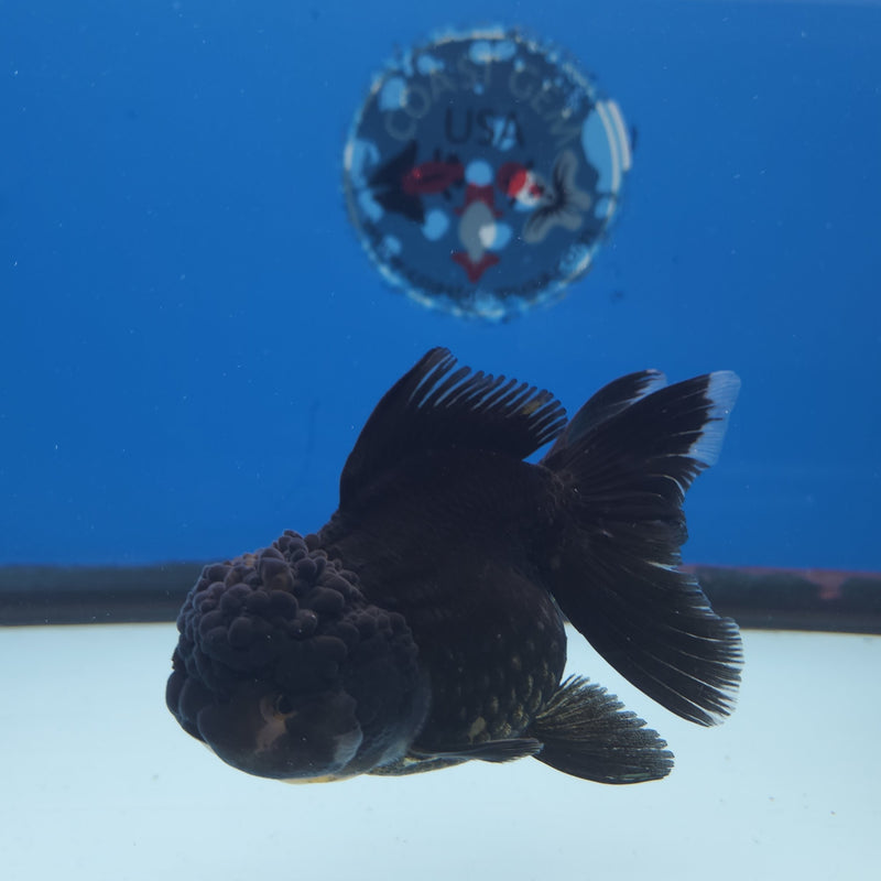 Thai Oranda Panda 3” Female (FEB-251)R3B04