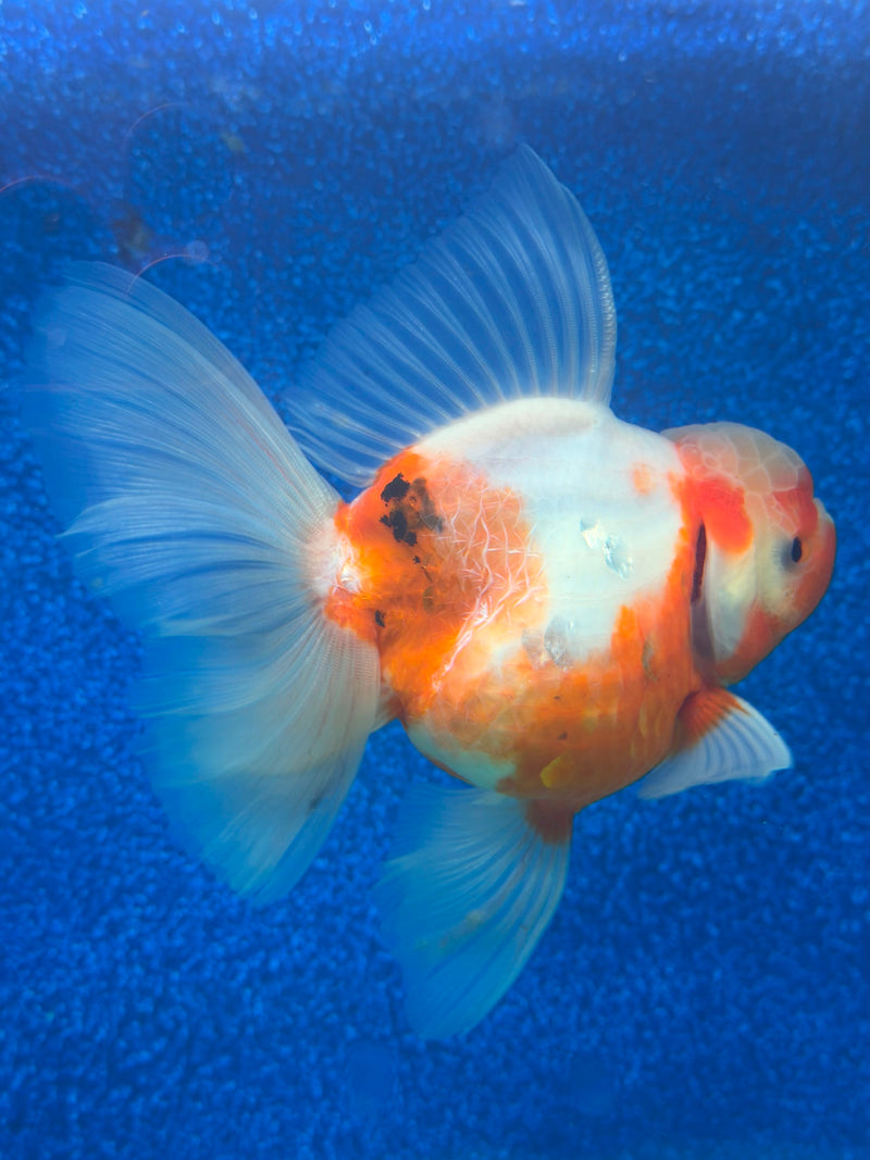 Thai Oranda Red & White Sakura 4in Female (FEB-468)BLUETUBA