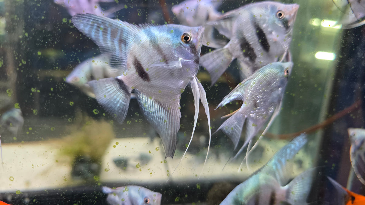 Live Freshwater Aquarium Blue Ghost Angelfish 1.50-2.00" Body