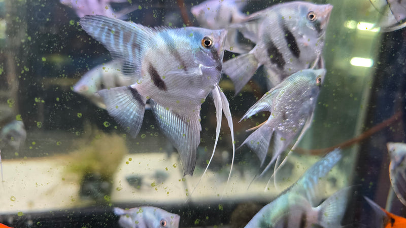 Live Freshwater Aquarium Blue Ghost Angelfish 1.50-2.00" Body