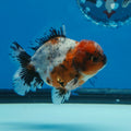 Thai Oranda Calico Shogun Farm 3.5" Body Female 8mths(FEB-558)R3A02