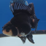 Thai Oranda Panda 3.5in Female (FEB-219)R2A16