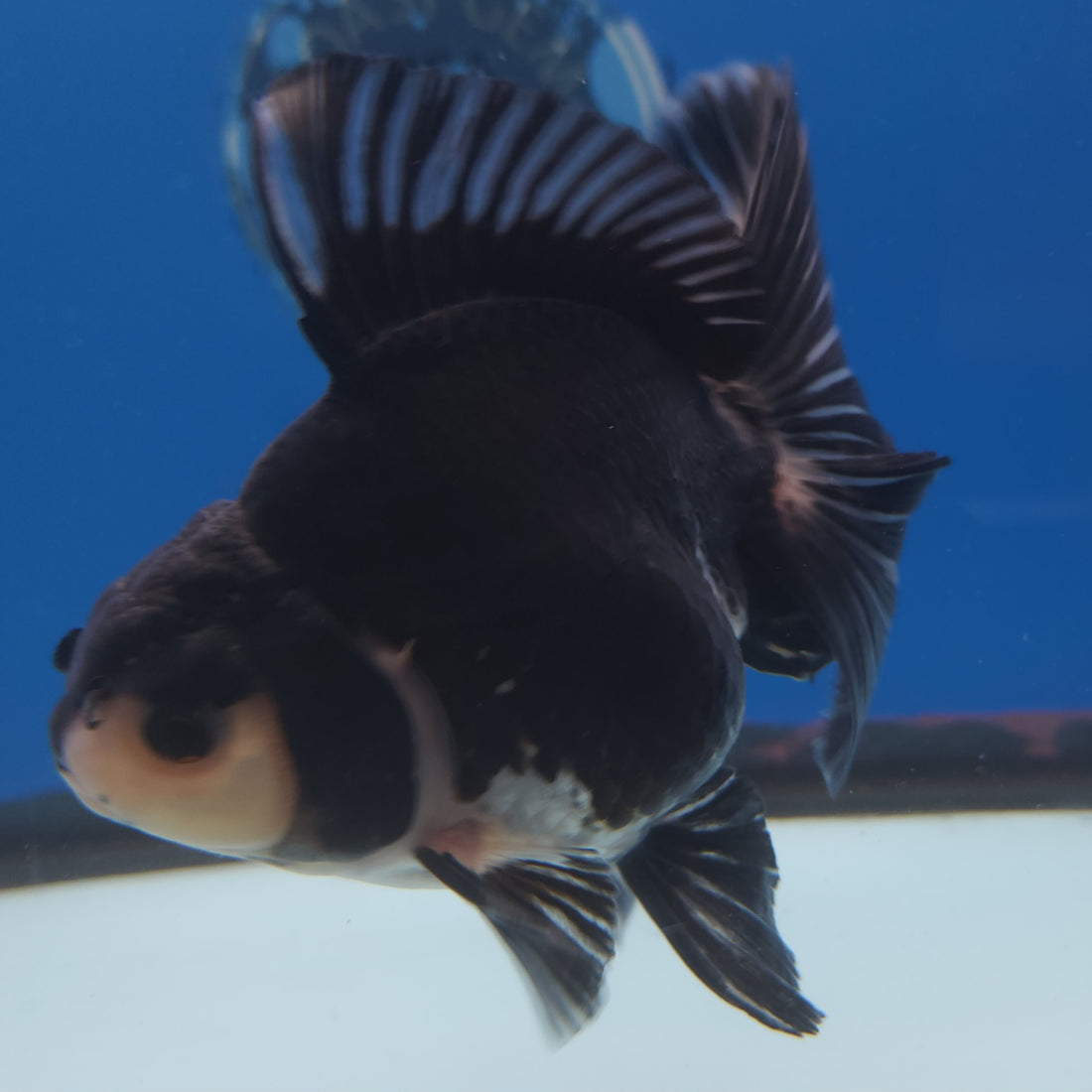 Thai Oranda Panda 3.5in Female (FEB-219)R2A16