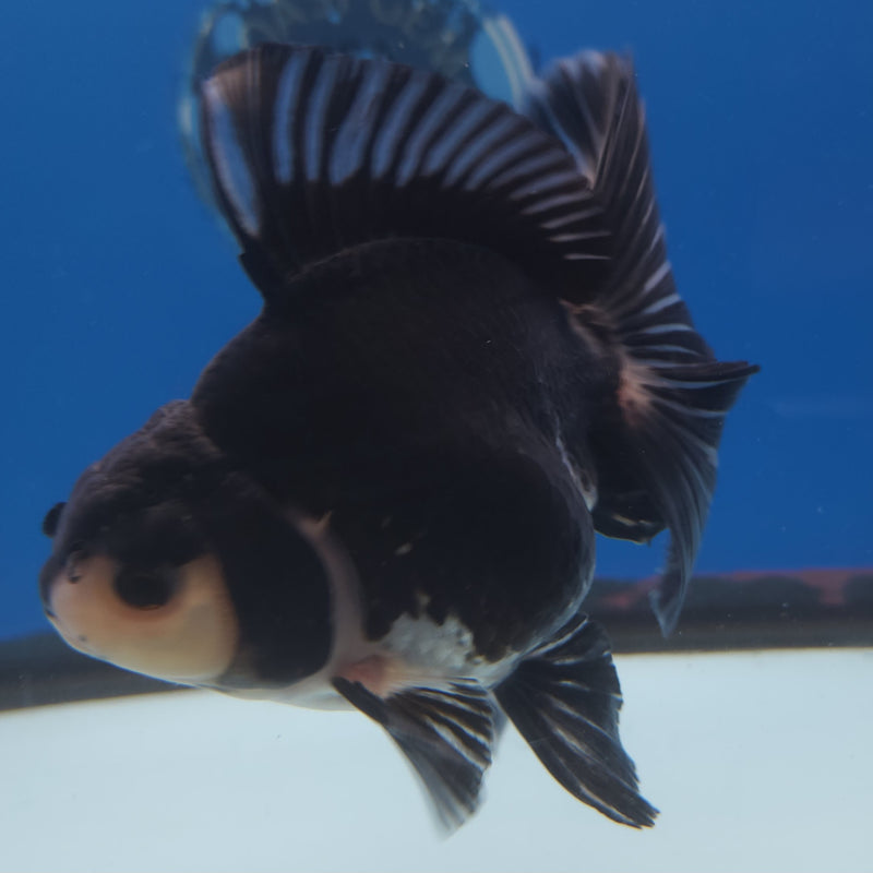Thai Jumbo Oranda Panda 5in Female (FEB-219)BLUETUB2