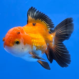 Thai Oranda Apache 2.50" Body male (FEB-746)R2B01