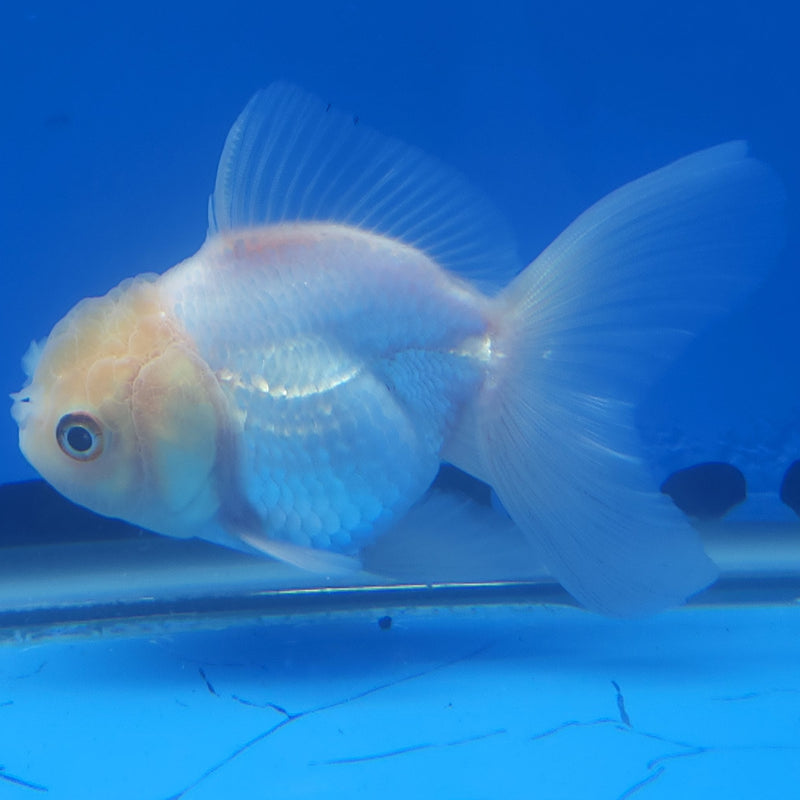 Thai Oranda White Lemonhead Platinum 2.5” Female (FEB-361)R3B20
