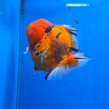 Thai Oranda Red Tiger Sakura Godzilla 5 inch Orchid Tail Body Female (G-FEB-107)BlueTubB