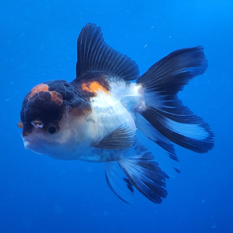 Thai Oranda Tri-Color 2.5in Female (FEB-195)R3A06
