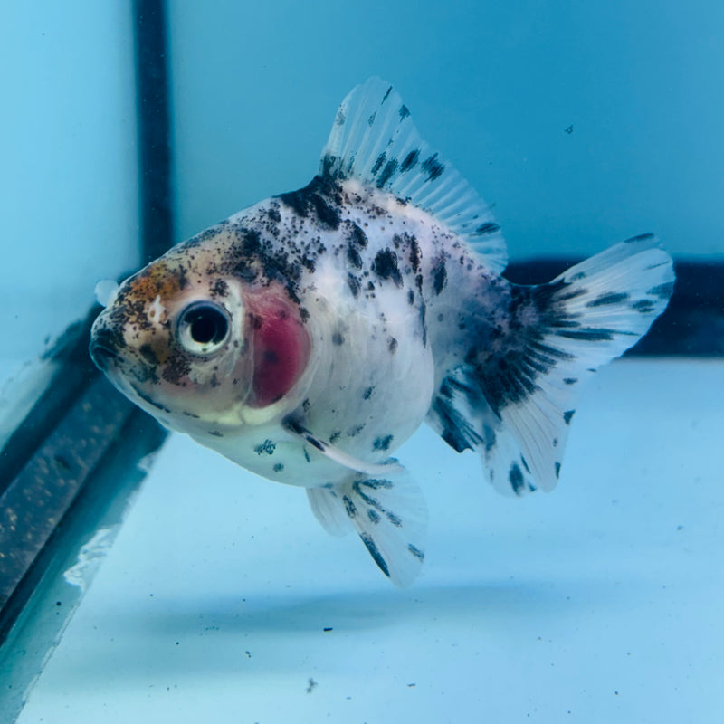 Thai Giant Breed Calico Yuanbao Oranda 2.25 inch Body (KP-220)R4C01