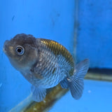 Thai Ranchu Copper Silver Calico 2.50" Body (FEB-876)R2B06