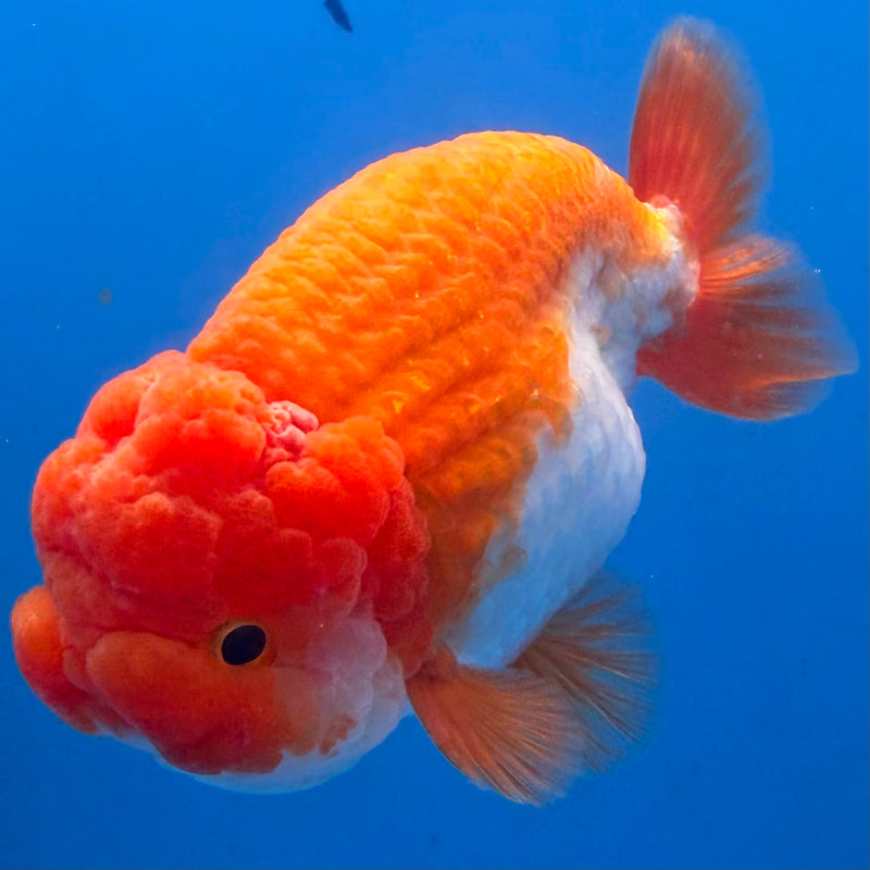 Thai Red & White Ranchu 4” Body Female(FEB-413) BLUETUBD