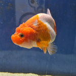 Thai Ranchu Red and White 4.00" Body Male (FEB-735)SHOWTANKB