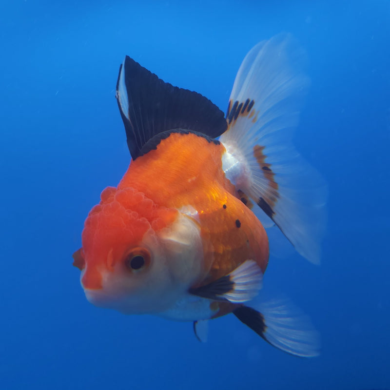 Thai Oranda Tri-Color 3in Female (FEB-205)R3B06