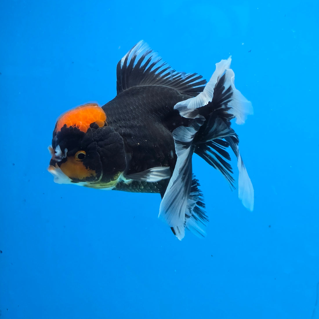 Thai Oranda Red Cap PomPom Color 3.5 in Body Male (FEB-533)R3A03