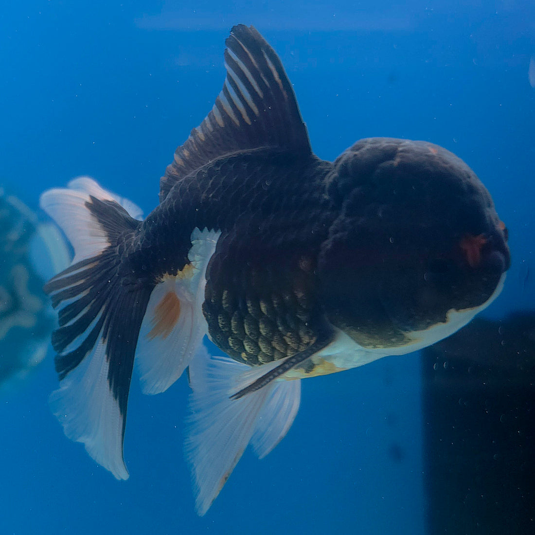 Thai Oranda Panda 3.5” Male(FEB-709)R1A07