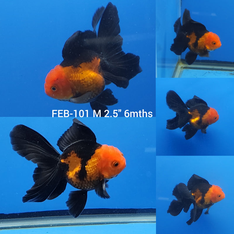 Thai Oranda Apache 2.5” Body Male(FEB-101)R3B17