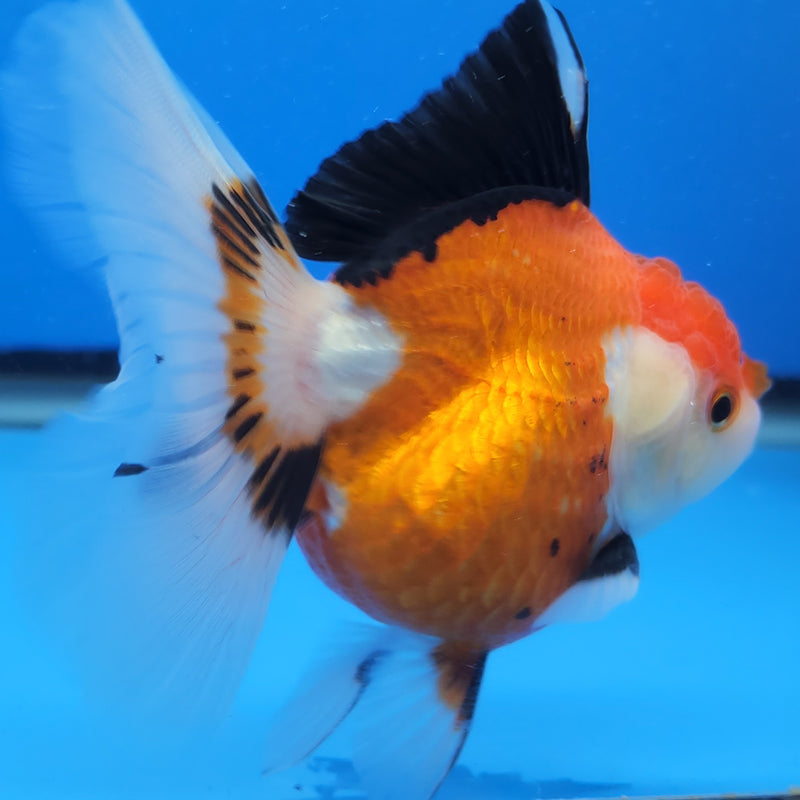 Thai Oranda Tri-Color 3in Female (FEB-205)R3B06