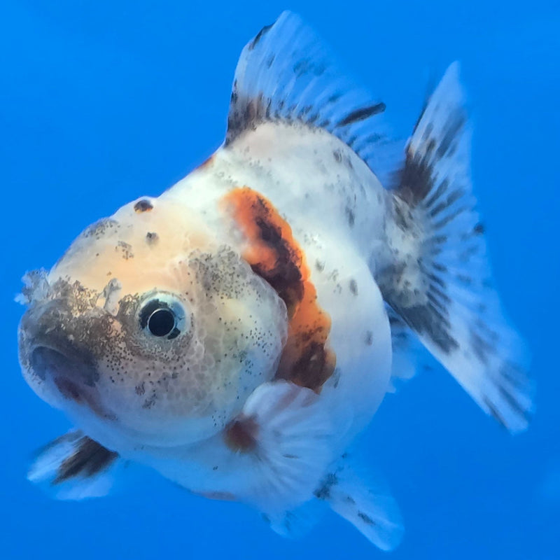 Thai Shogun Calico Oranda 2.5" Body Male A+ Grade(CK-606)R3A01