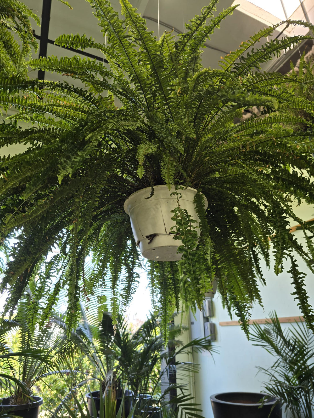 Massive sword fern in 8 inch pot 3 feet wide