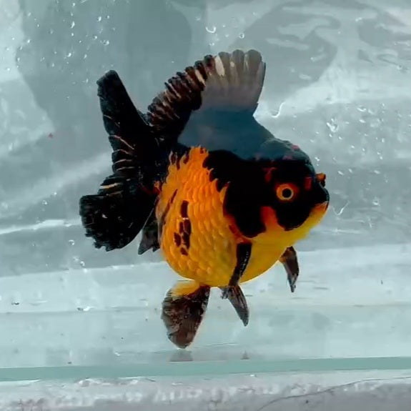 Thai Premium Apache Medium Tail Oranda 4.00 inch Body (QGF-JO1132)