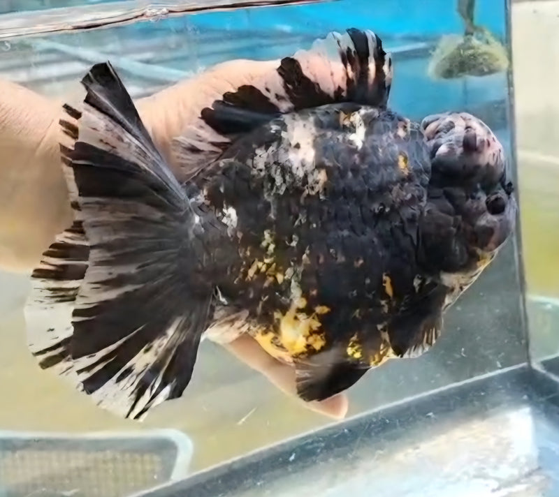 Thai Jumbo Dark Tiger Orchid Tail Oranda by NK THAILAND 5.00 inch Body (NKT-JO2052)