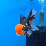 Thai Oranda Red Cap Panda Color 3.3 in Body Male (FEB-536)R3A03