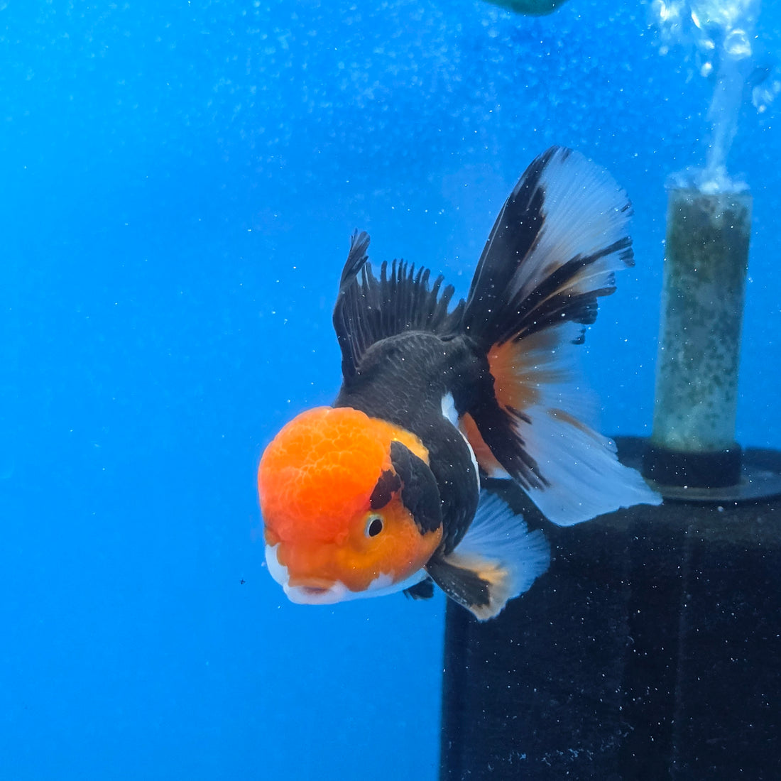 Thai Oranda Red Cap Panda Color 3.3 in Body Male (FEB-536)R3A03