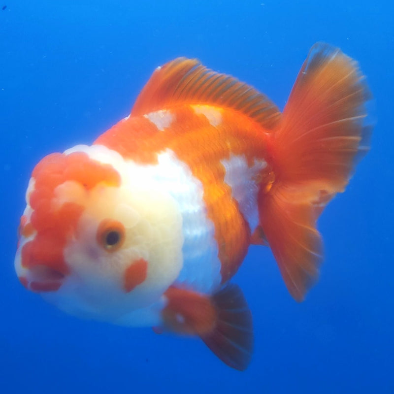 Thai Jumbo Oranda Red & White 5in Female (FEB-228)BLUETUB2