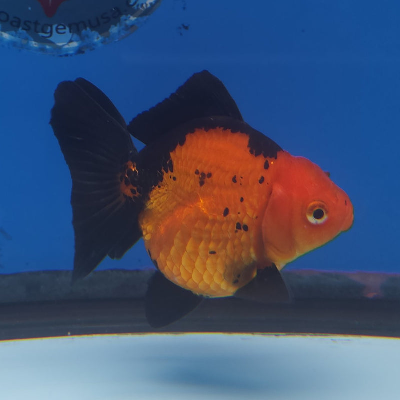 Thai Oranda Apache 3” Female (FEB-254)R3A04