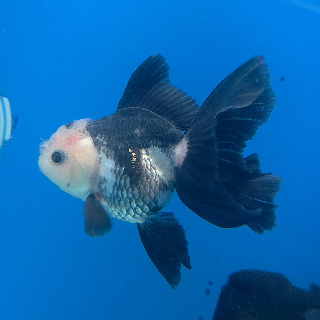 Thai Oranda Lemonhead Panda Silver 2.5” Female(FEB-683)R3B01