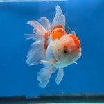Thai Oranda Lemon Head Red and White 4" Body male 9mths(FEB-576)R2A02