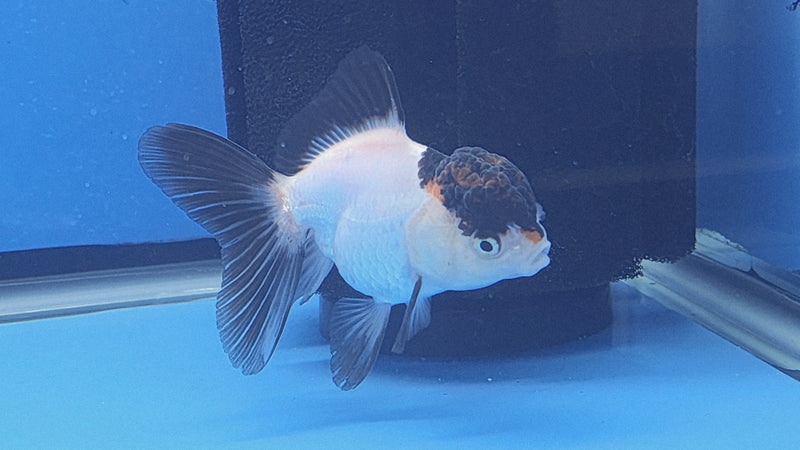 Thai Oranda White Panda Tri 2.5 F (FEB-191)R3A06